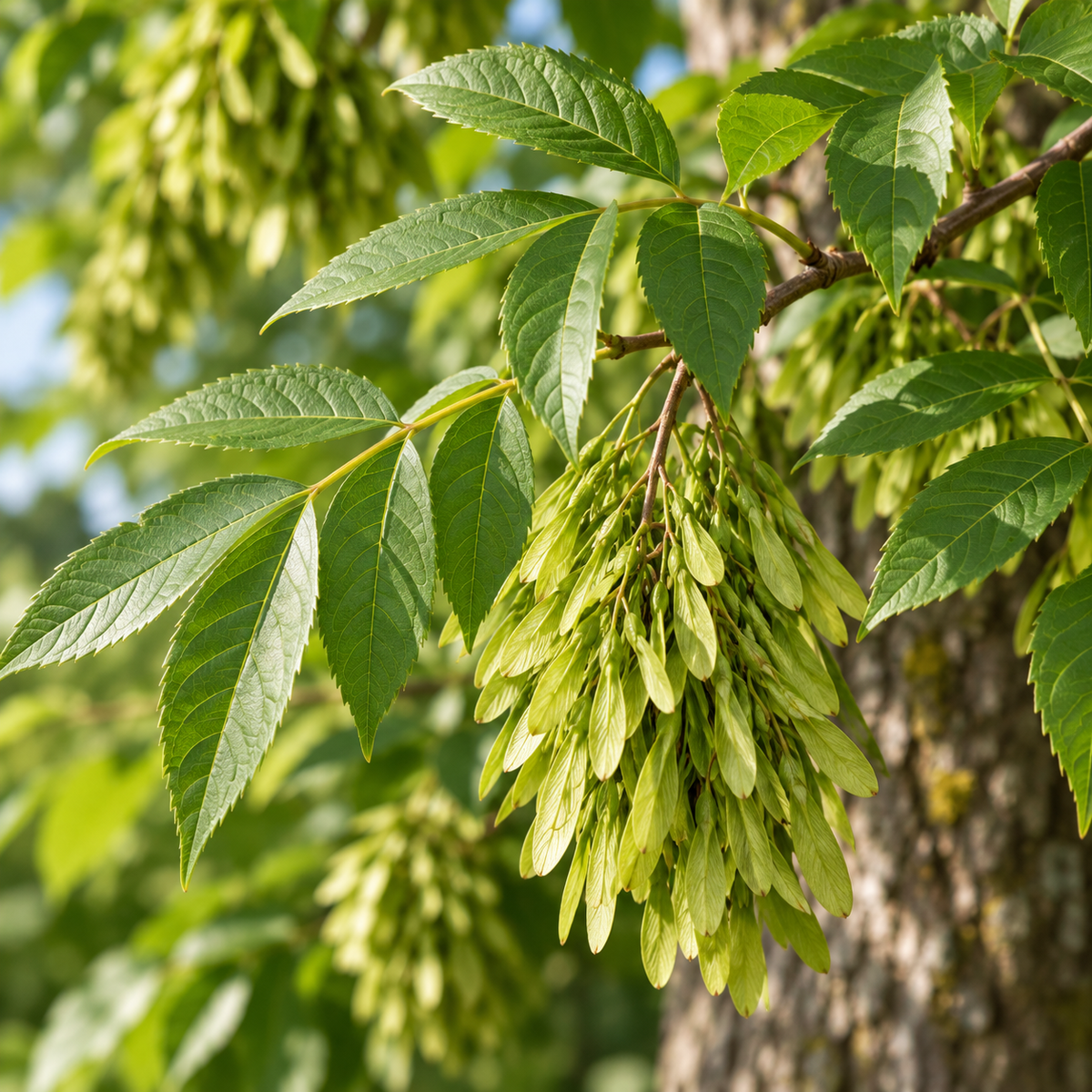 Frêne épineux (Zanthoxylum)